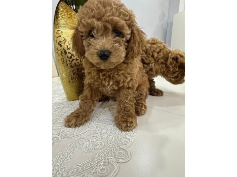 Toy poodle yavrum