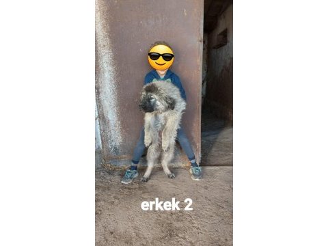 Safkan ırk garantili kafkas çoban yavruları