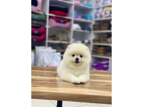 Yeni evlerine gitmeye hazır pomeranian yavruları