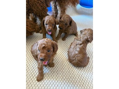 Ev doğumlu ailemizde büyüyen toy poodle yavrularım