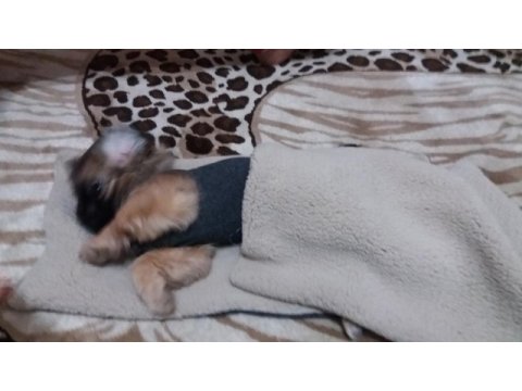 3 aylık pekinez köpeği