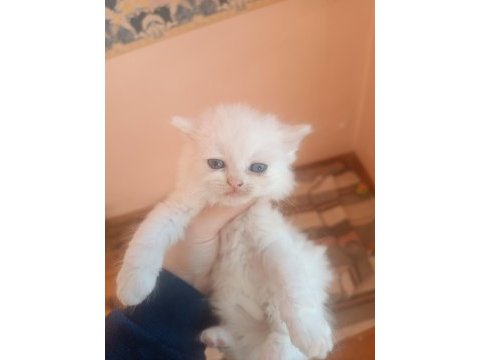 British longhair ve shorthair bluepoint