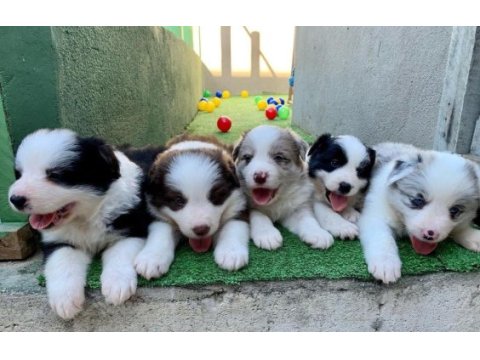Border collie yavruları
