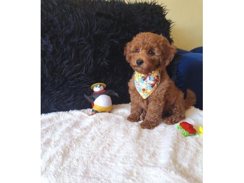 Red toy poodle erkek