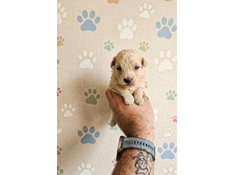 Teacup üst kalite maltipoo bebeler
