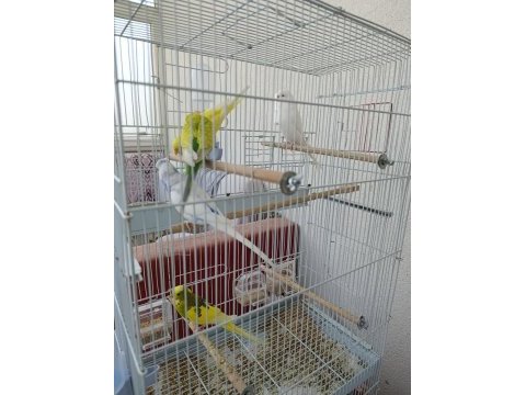 Tek tek veya hepsi birlikte muhabbet kuşlar