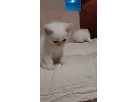 Minik kedimiz pudingi mi kim ister
