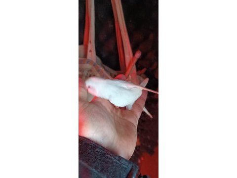 Sol ayak aksıyor beyaz albino kırmızı göz muhabbet kuşu