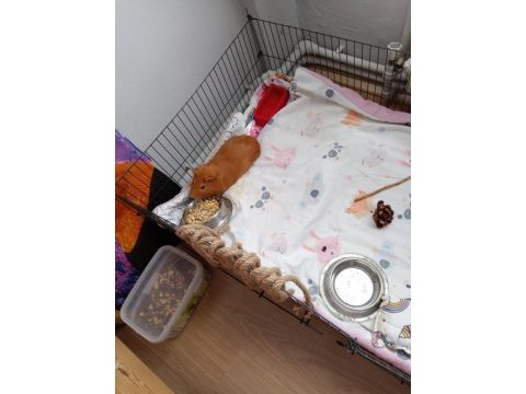 Guinea pig çiko ya iyi bir yuva arıyoruz