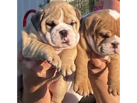 İngiliz bulldog yavrularımız ırk garantilidir