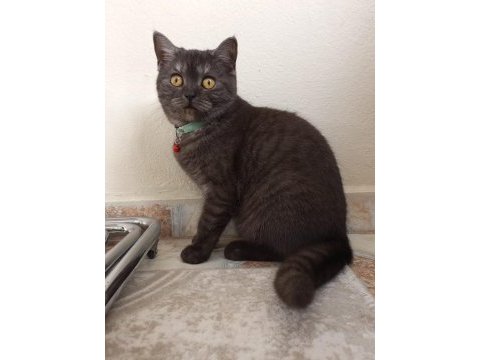 7 aylık british shorthair