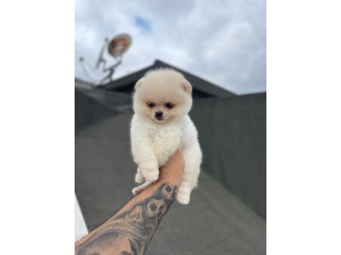 Pomeranian boo