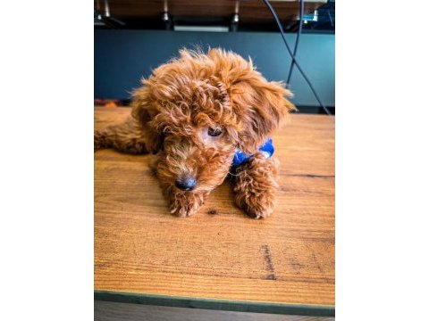 2,5 aylık toy poodle yavrumuz bambi sahibini arıyor!