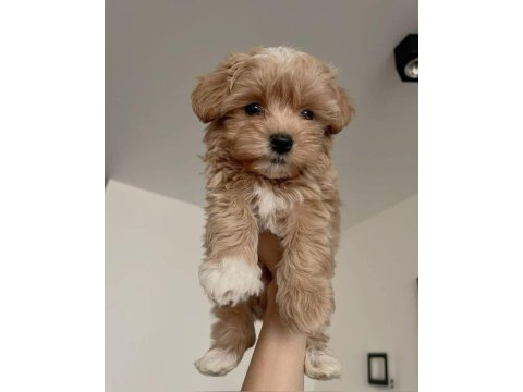 Maltipoo yavrularım açık ve esmer renk çeşitleri