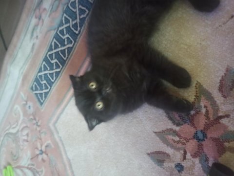 19 mart doğumlu vahşi bakışlı küçük scottish fold oğlumuz
