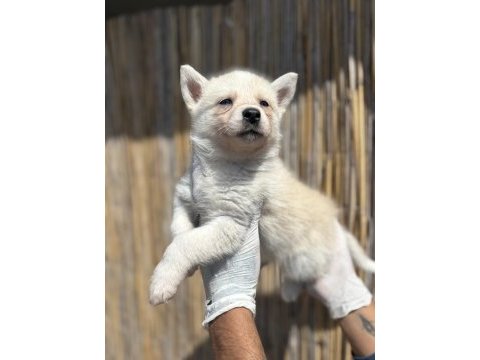Mas mavi deniz gözlü husky yavrularım