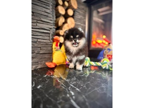 Eşsiz bir pomeranian için bizi aramadan karar vermeyn