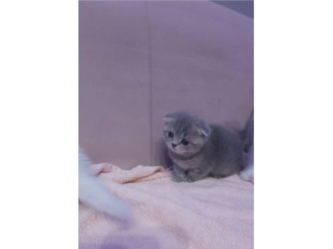 Scottish fold ve british yavrular