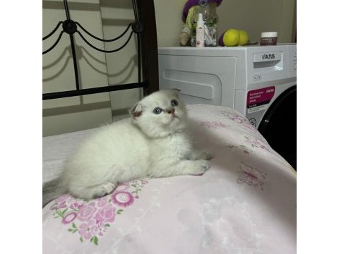 Safkan scottish fold kızım