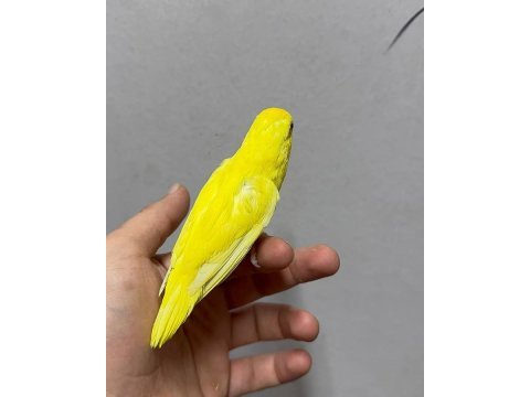Forpus yavru papağanlarımız gönderim sağlanır