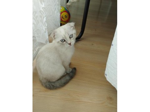 Üç aylık scottish fold miniğimize kalıcı yuva