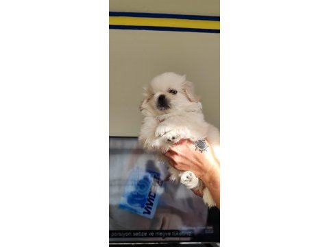 Pekinez yavru erkek köpeğimiz