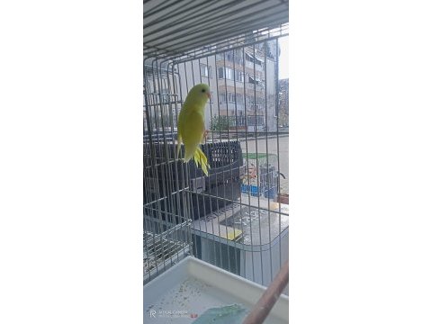 Hepsi ele alıştırmalık yavru muhabbet kuşlar