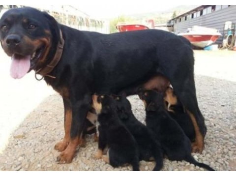 Orjınal yavrular rezervde rottweiler