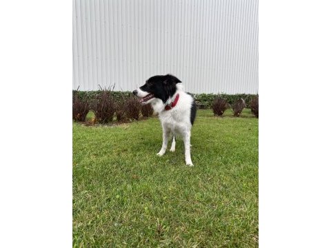 Sks si mevcut %100 şecereli şampiyon bc karbon köpeğimiz
