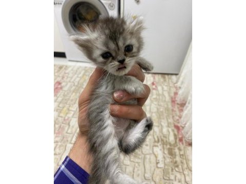 Chinchilla yavrumuz 40 günlük