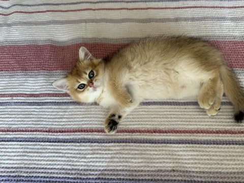 British shorthair yuva arıyor