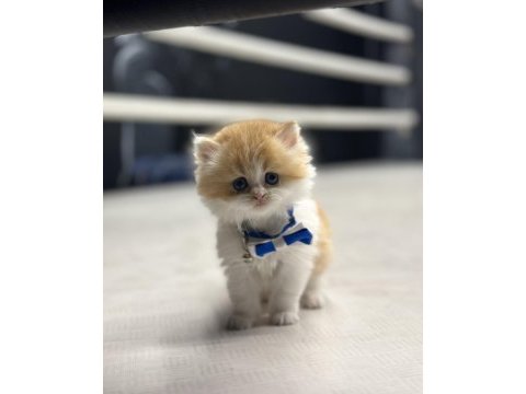 Show kalite british longhair bi color