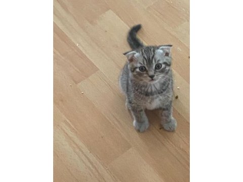 Scottish fold yavrumuza yuva arıyoruz