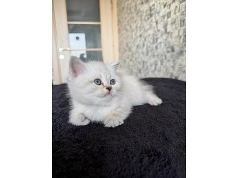 British shorthair kedi