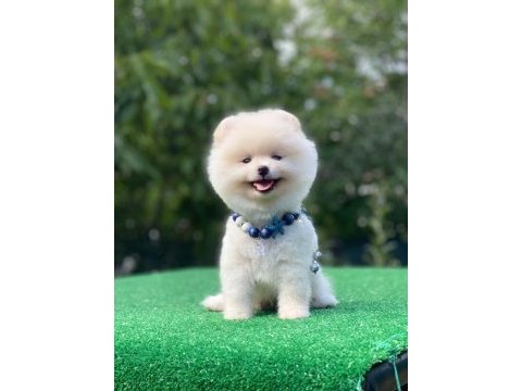 Pomeranian