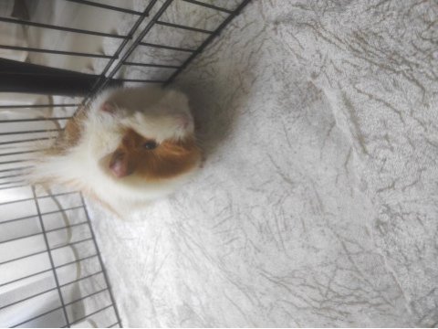 Guinea piglerime yuva arıyoruz