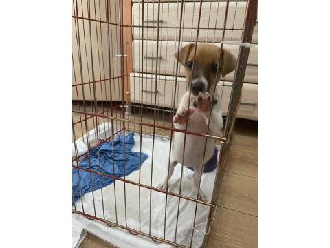 Jack russell 2,5 aylık