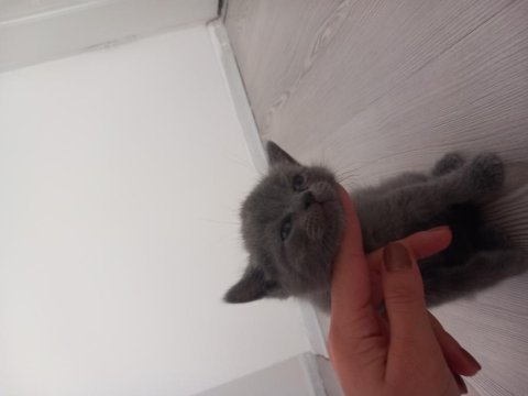 Minik kedilerim british shorthair