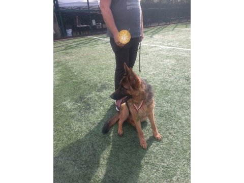 Üst düzey şecereli 2 yaşında dişi alman çoban köpeği