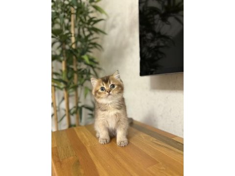 Brıtısh shorthair golden yavrularım 