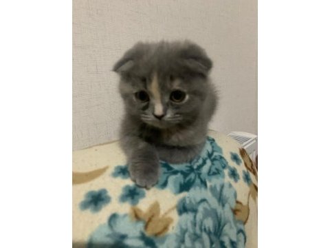 2 aylık yavru kediler ilgilenenler arasın