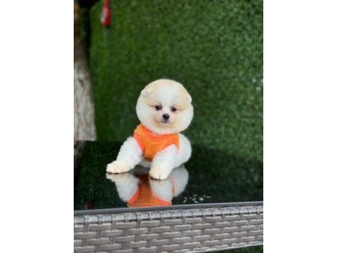 Sağlık ve ırk garantili pomeranian boo
