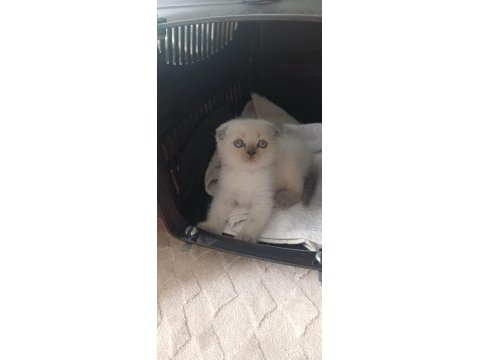 Yeni yuvasına hazır scottish fold