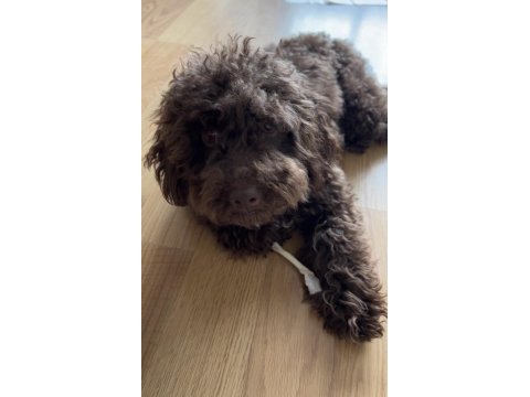 Toy poodle nadir çikolata renk