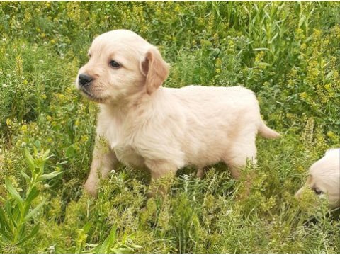 Baby face golden retriever