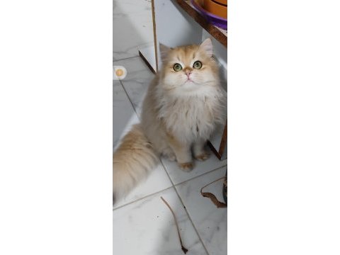 Ny12 golden full şecereli british longhair
