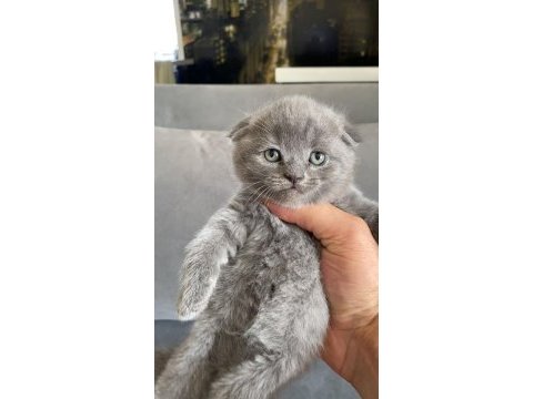 Anne altından scottish fold