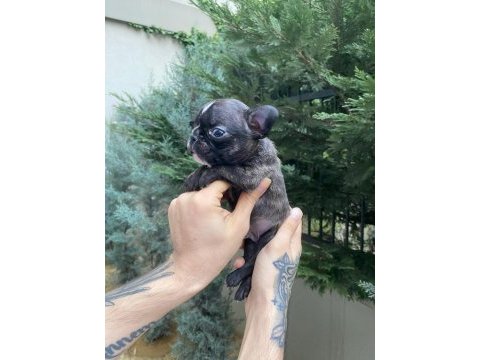 A+ kalite french bulldog yavrularımız
