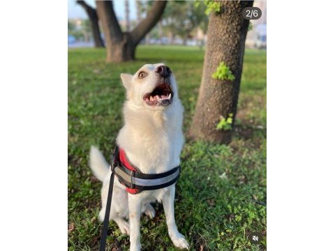 Ücretsiz sahiplendirme melez köpeğimiz