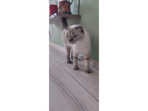 Beyaz yavru scottish fold